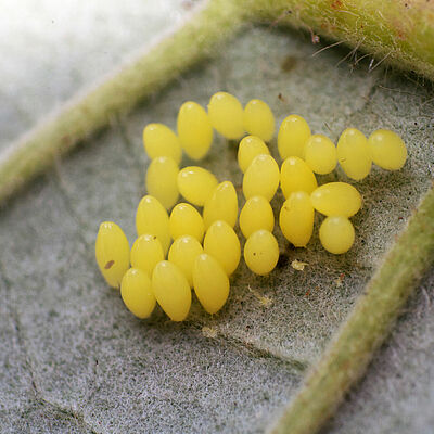 Adalia bipunctata stadio dell'uovo