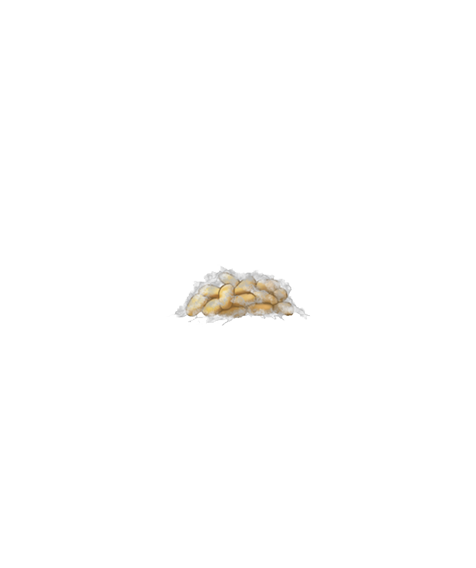 Planococcus citri egg sac with eggs