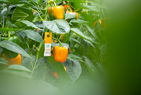 Misure precauzionali per allergie ai prodotti