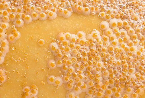 Cocciniglia bianca del limone