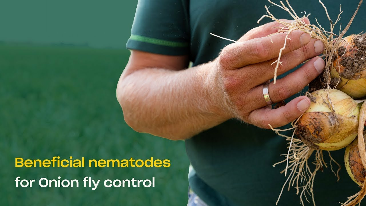 Effective Onion Fly Control with Beneficial Nematodes - Capirel