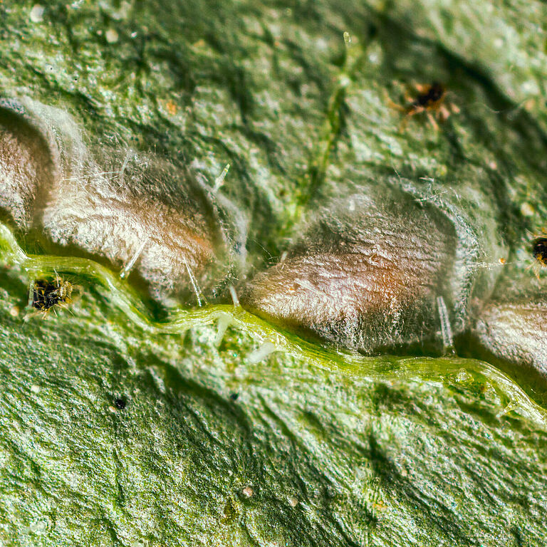 Pupa di Feltiella acarisuga