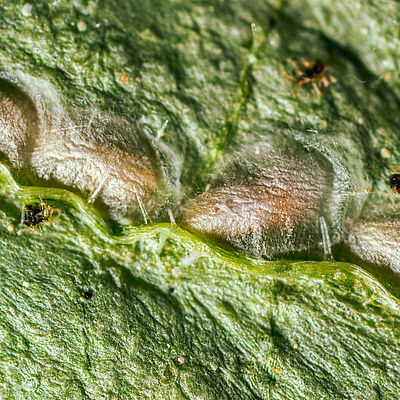Pupa di Feltiella acarisuga