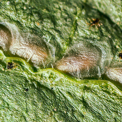 Pupa di Feltiella acarisuga