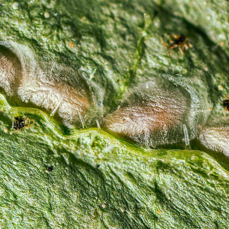 Pupa di Feltiella acarisuga