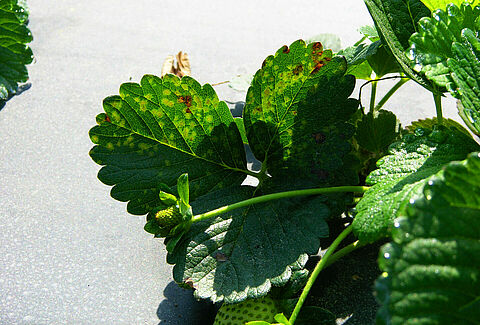 Maculatura angolare