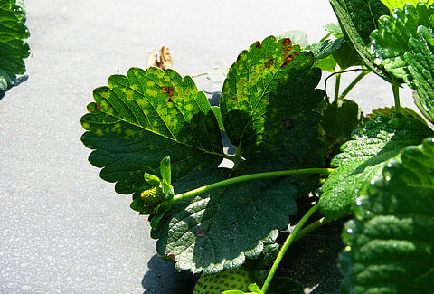 Maculatura angolare