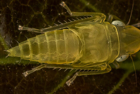 Cicalina della vite