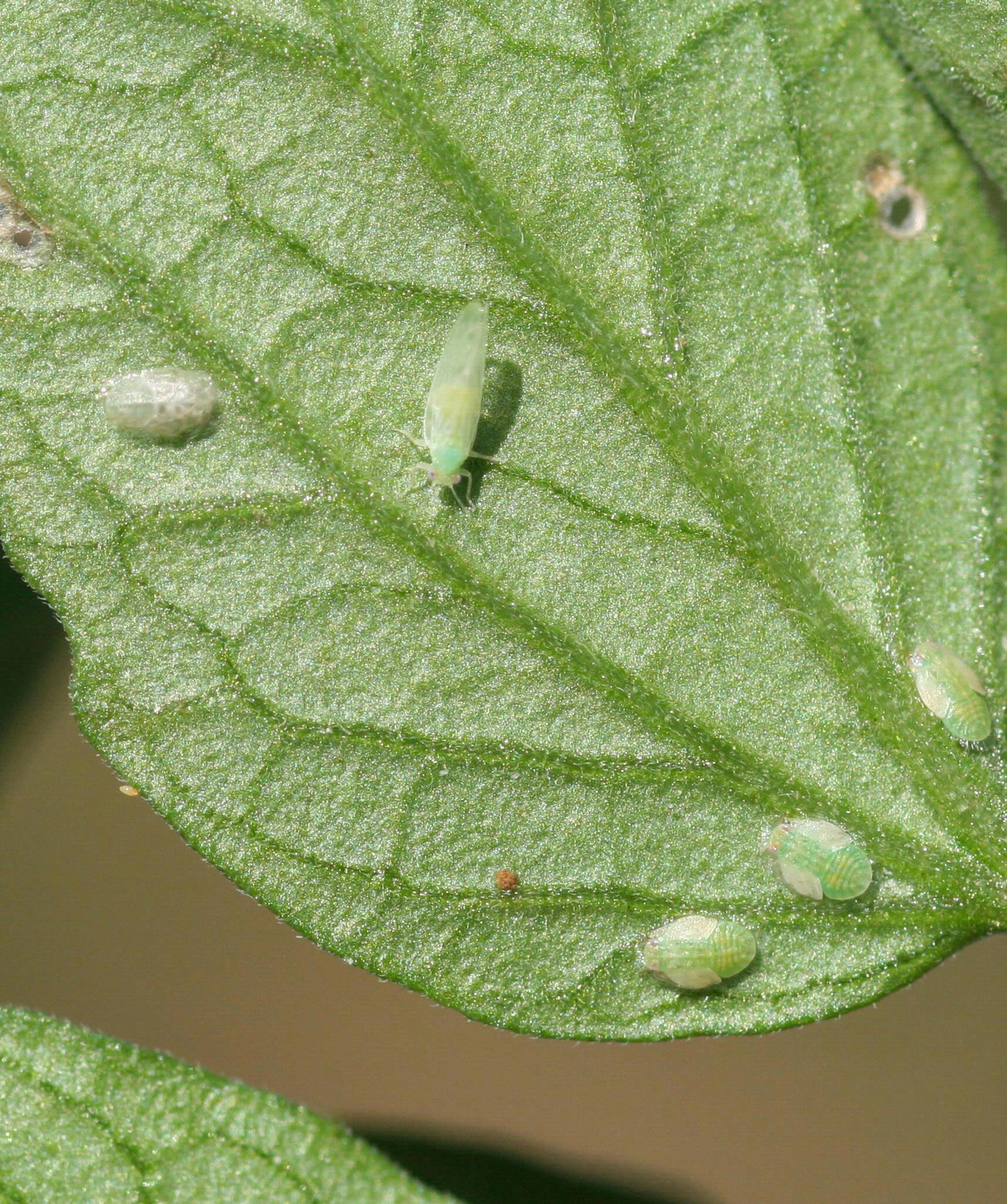 Checklist per l'impollinazione del pomodoro