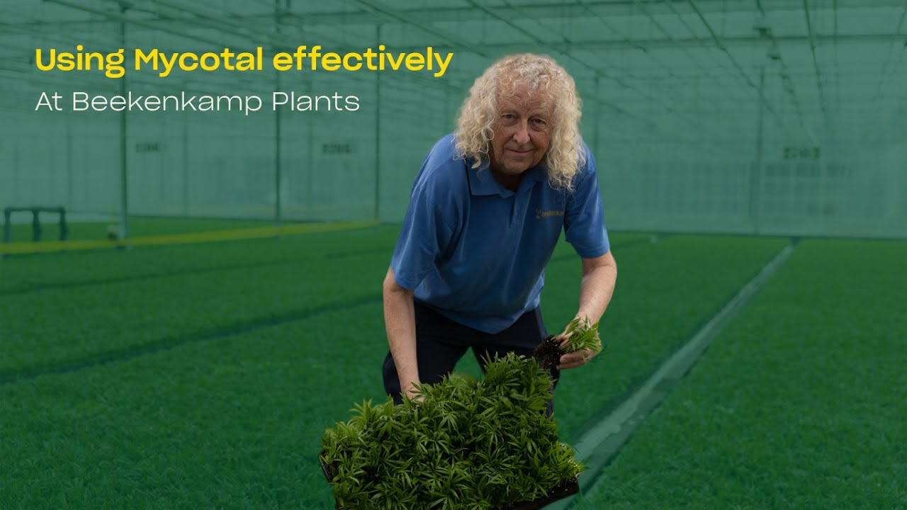 Using Mycotal effectively in tropical plants at Beekenkamp Plants