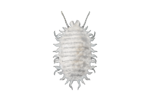 Cocciniglie (farinose)
