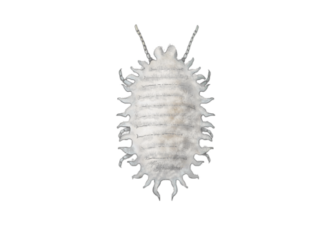 Cocciniglie (farinose)