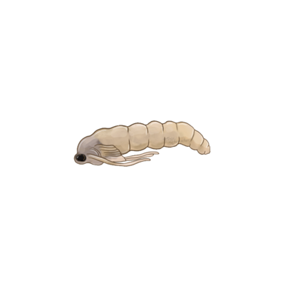 Bradysia paupera pupa
