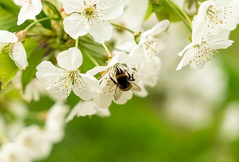 Impollinazione in campo aperto