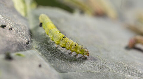 Tignola della crucifere