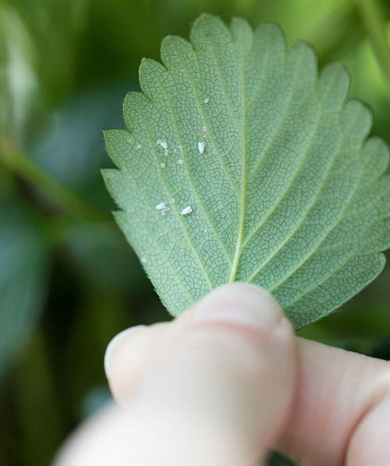 Greenhouse whitefly, Trialeurodes vaporariorum