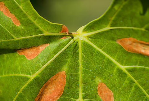 La malattia di Pierce della vite