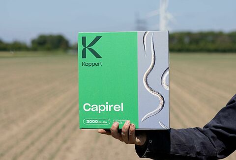 Nematodi benefici per il controllo della mosca dei semi di fagiolo