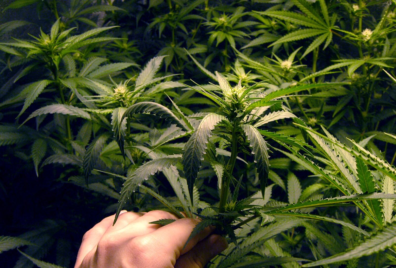 La lotta biologica nella Cannabis