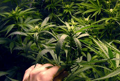 La lotta biologica nella Cannabis