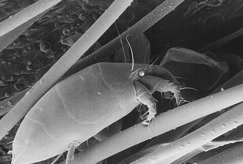 Acaro pallido del ciclamino