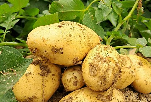 Controllo efficace dei ferretti nelle patate con nematodi entomopatogeni