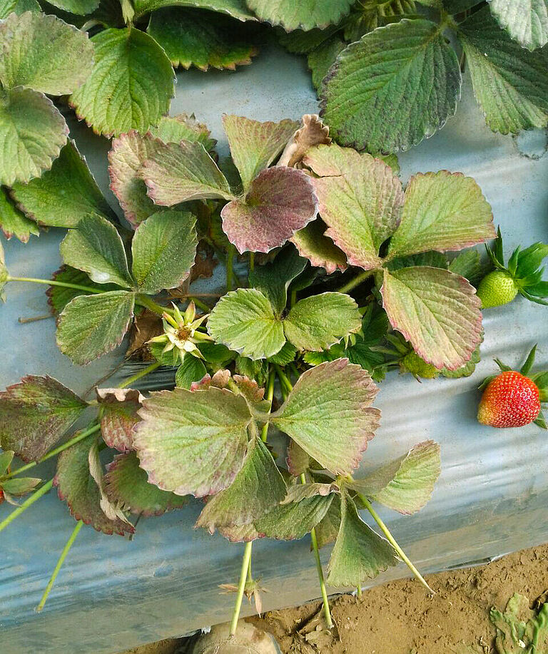 Strawberry damage caused by Two-spotted spider mite Tetranychus utricae