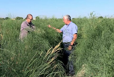L’utilizzo di Casea per asparagi più sani e sicuri