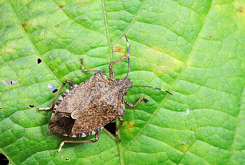 Cimice marmorata asiatica