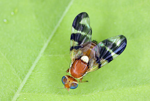 Mosca della noce