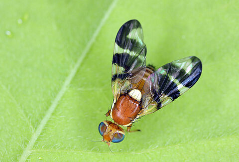 Mosca della noce