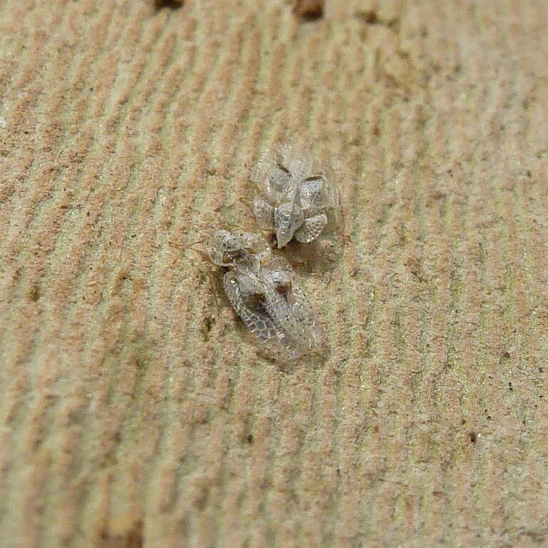 Sycamore lace bug Corythucha ciliata on rhytidomes