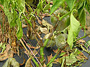 Pepper damage caused by Stem and fruit rot of Capsicum Phytophthora capsici