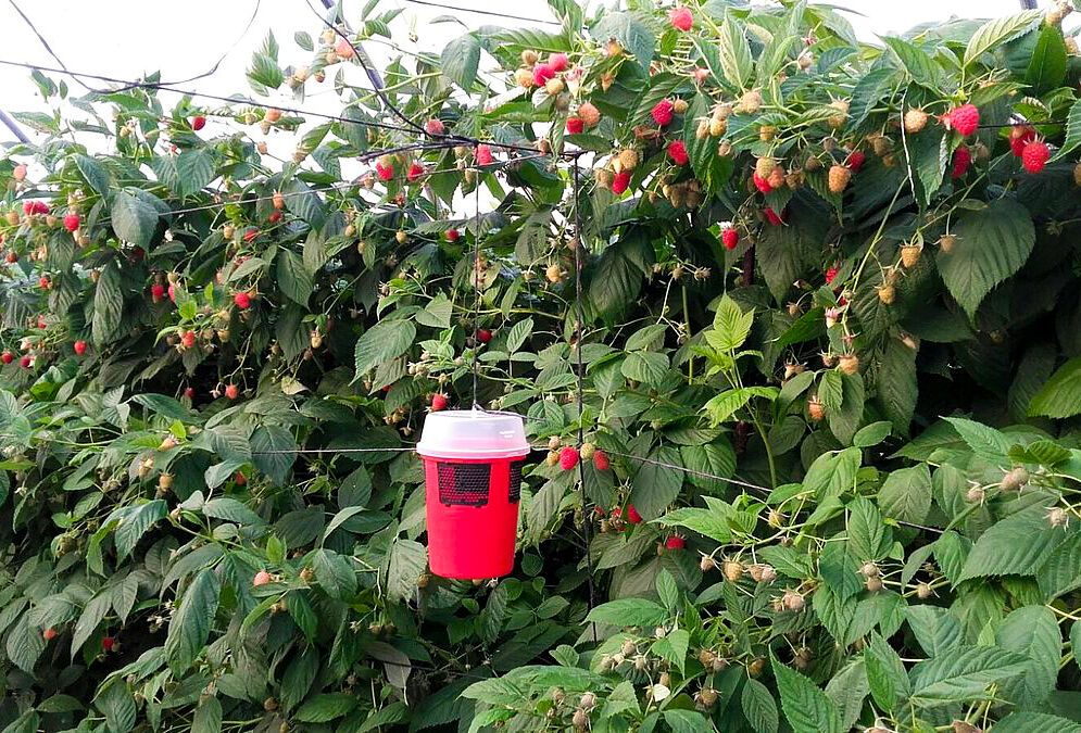 Koppert presenta Drososan una nuova trappola per combattere drosophila suzukii