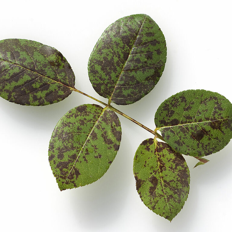 Rose infected with Downy mildew Peronospora sparsa