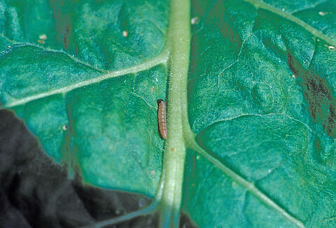 Tignola della patata