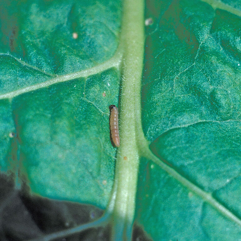 Potato tuber moth Phthorimaea operculella