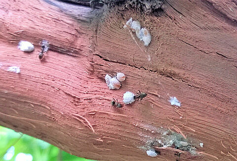 Cocciniglia farinose della vite