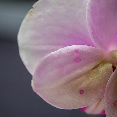 Western Flower Thrips Frankliniella occidentalis damage on phalaenopsis