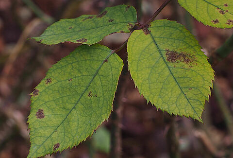 Peronospora della rosa
