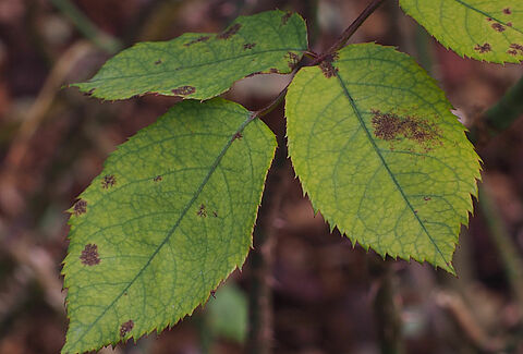Peronospora della rosa