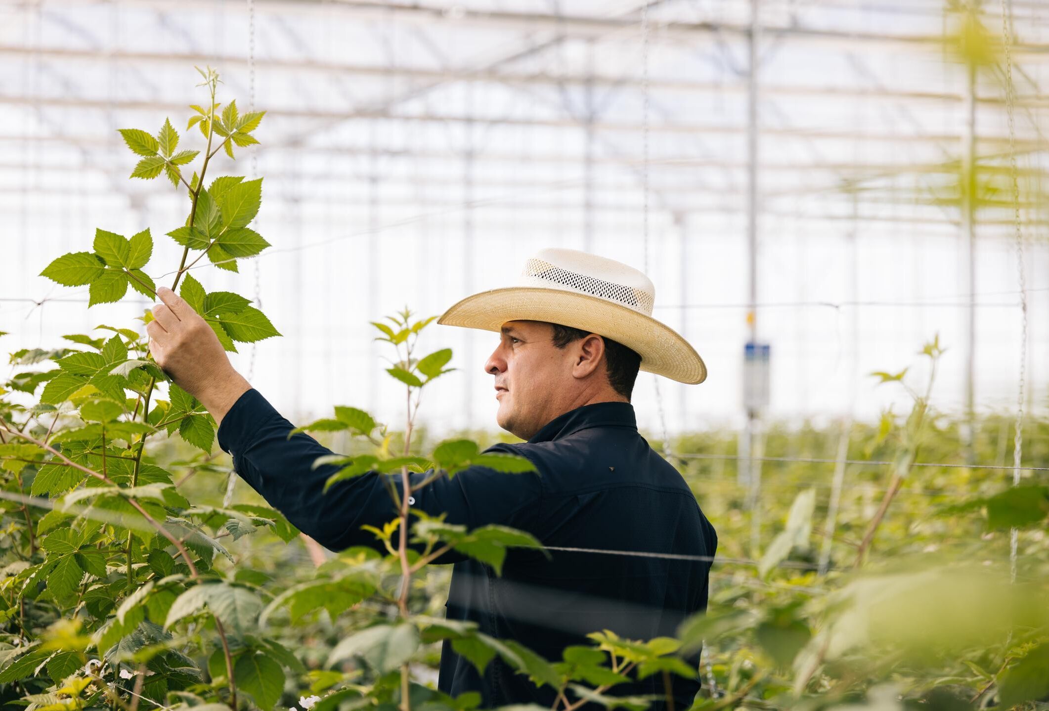 Una soluzione inaspettata: la storia di Fernando Rodríguez e degli acari predatori di Koppert