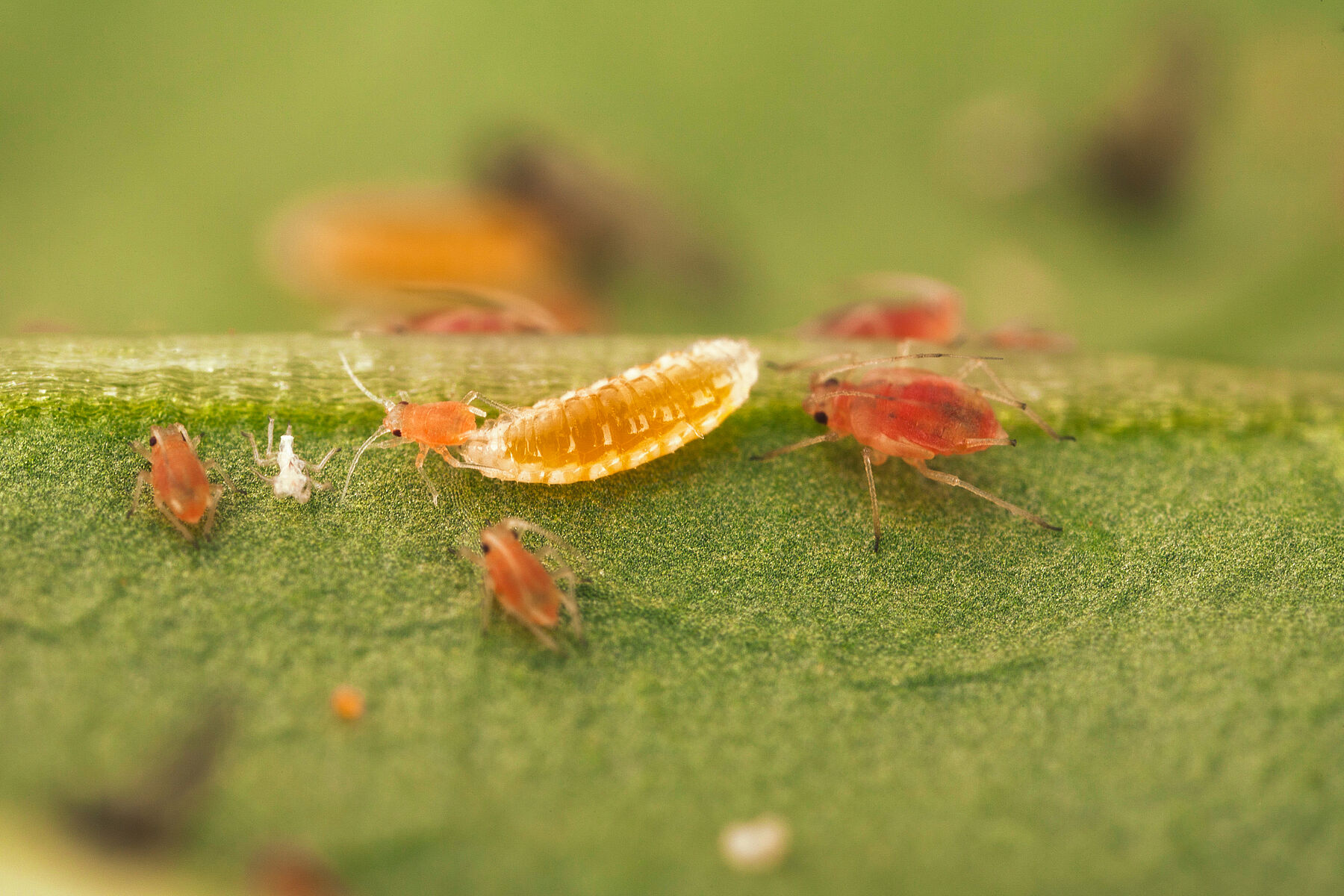 Afide aphidoletes aphidimyza - Cinipide predatore per il controllo ...