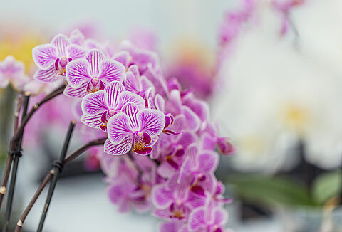 Orchidea