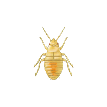 Orius laevigatus giovane ninfa
