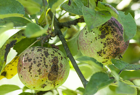 Ticchiolatura del melo