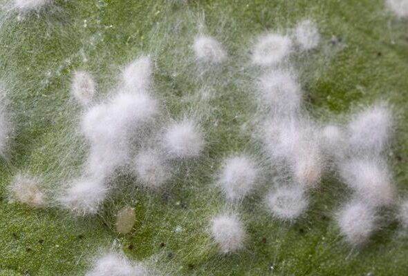 Mycotal: ultime ricerche dimostrano efficacia anche contro gli afidi