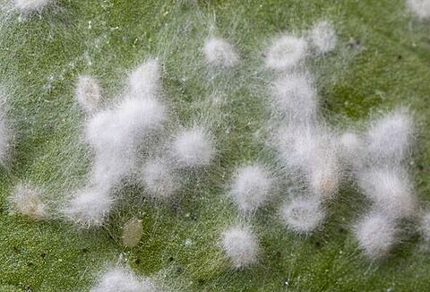 Mycotal: ultime ricerche dimostrano efficacia anche contro gli afidi