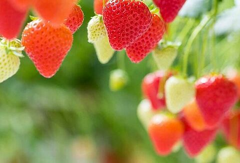 Perchè usare la lotta biologica nei piccoli frutti