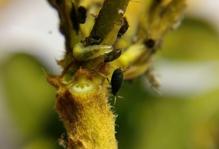 Rophoria - Un nuovo alleato contro gli afidi